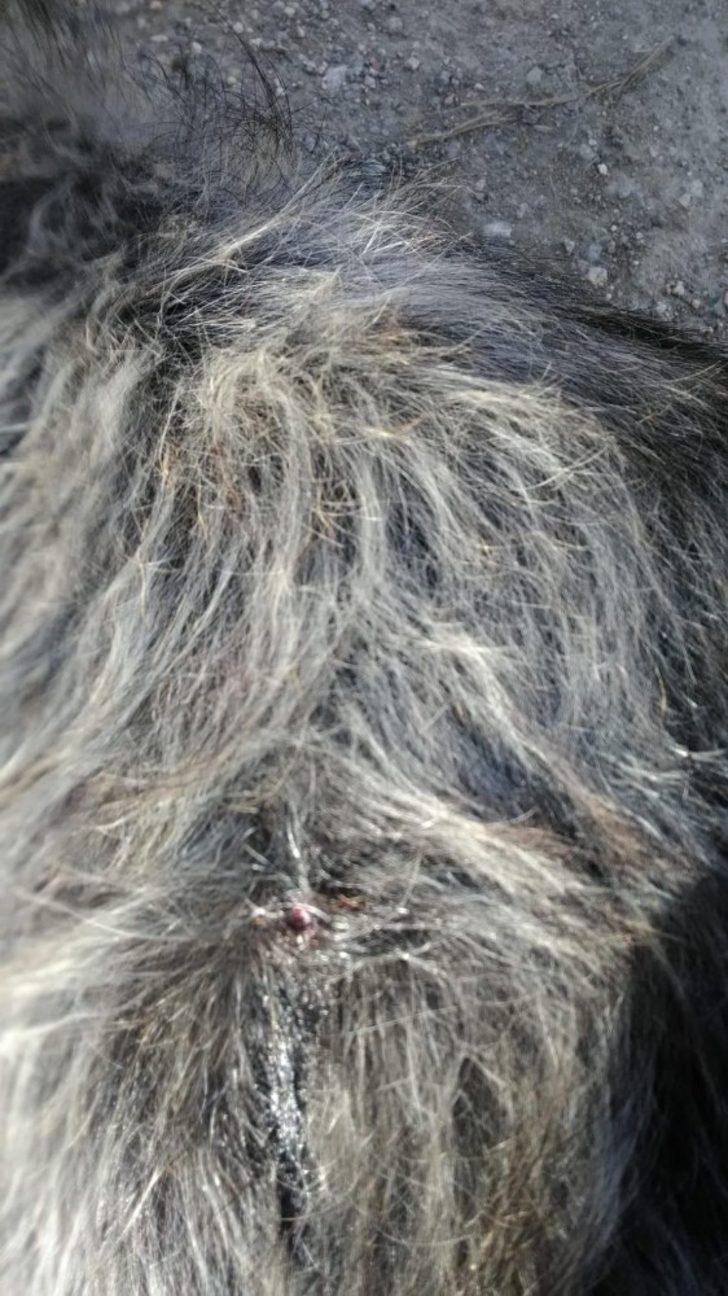 Mahalle ortasında iki köpek silahla vurularak öldürüldü G5