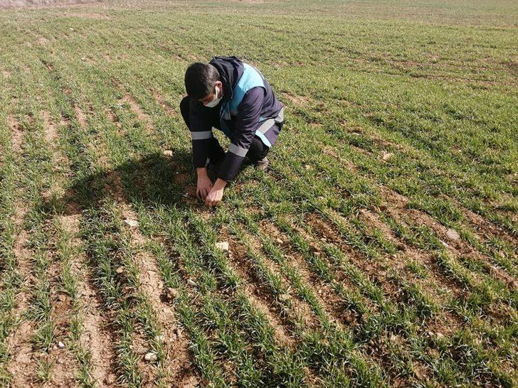 Kütahya’da hububat ekili alanlarda gelişim gözlenmesi yapıldı G2