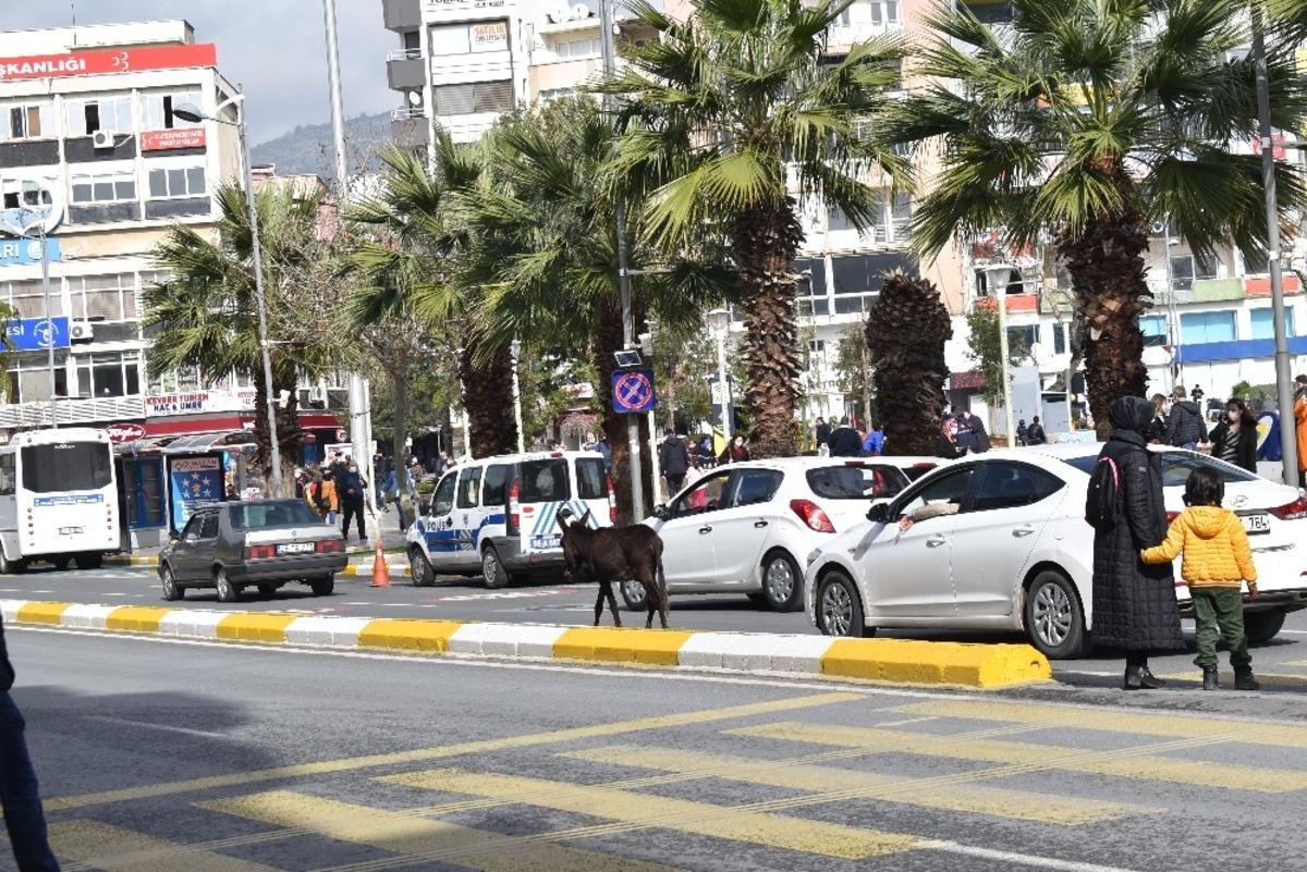 Trafiği karıştıran minik sıpa, yeni yuvasına kavuştu