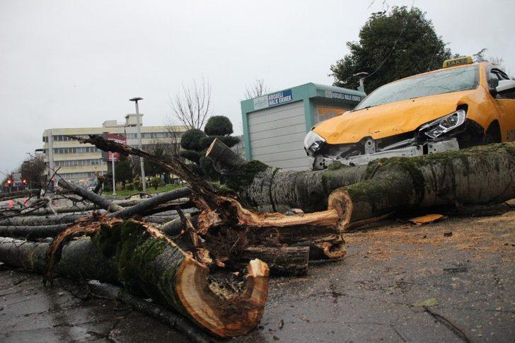 Fırtınanın devirdiği ağaç park halindeki taksileri parçaladı G1