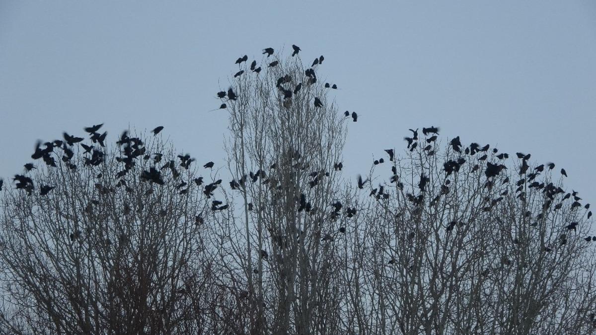 Y&uuml;ksekova&rsquo;da binlerce karga 5 yıldır bu mahalleyi terk etmiyor