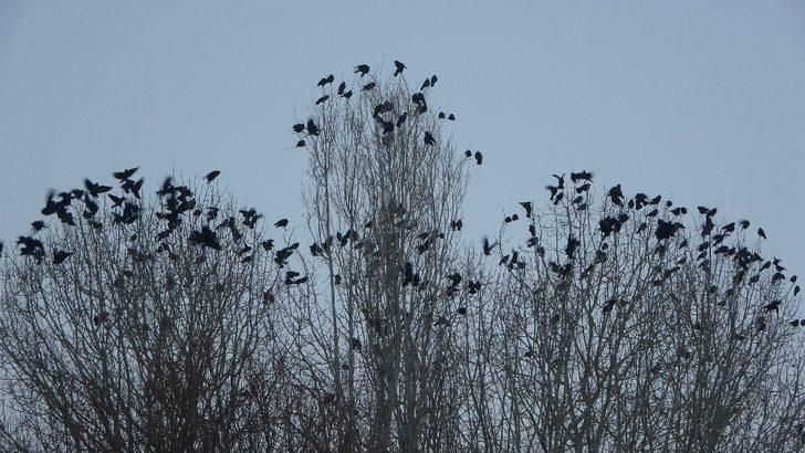 Yüksekova’da binlerce karga 5 yıldır bu mahalleyi terk etmiyor G1