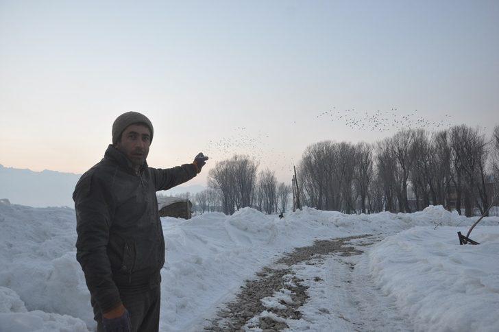 Yüksekova’da binlerce karga 5 yıldır bu mahalleyi terk etmiyor G2