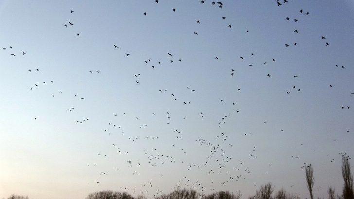Yüksekova’da binlerce karga 5 yıldır bu mahalleyi terk etmiyor G3