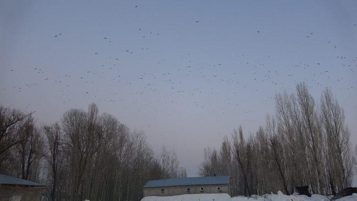 Yüksekova’da binlerce karga 5 yıldır bu mahalleyi terk etmiyor G4