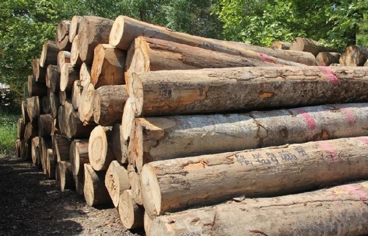 Yenice&rsquo;de orman emvali satışında rekor kırıldı