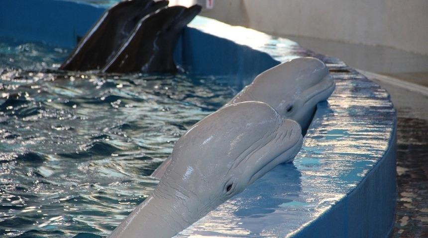Yunuslara &Ouml;zg&uuml;rl&uuml;k Platformu&rsquo;ndan TBMM&rsquo;ye &ccedil;ağrı