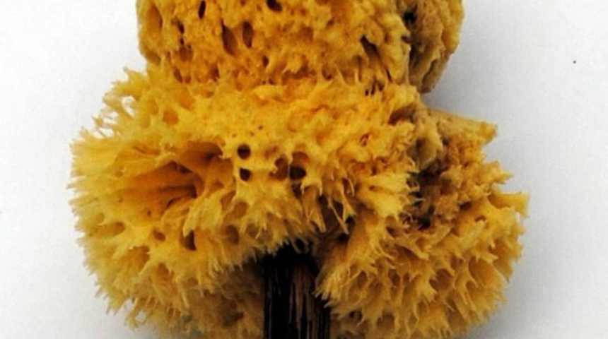 Deniz kabuklarından mısır koçanlarına! Tuvalet kağıdı bulunmadan önce insanlar neler kullanıyordu?