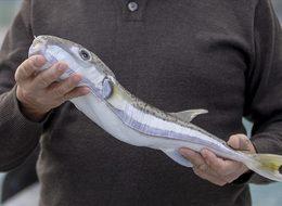 Balon balığı avlayanlara tane başı 25 TL ödeme yapılacak! Karar Resmi Gazete'de yayımlandı