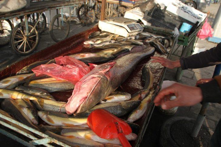 Murat Nehrinde 1,5 metre boyunda balık avladı G2