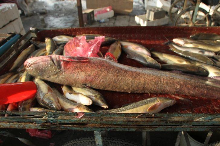 Murat Nehrinde 1,5 metre boyunda balık avladı G3