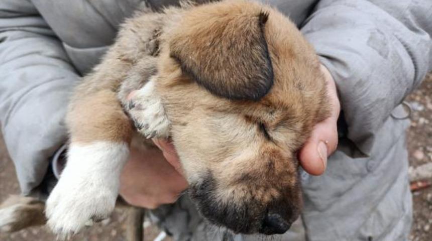 Gözyaşlarına boğuldular! Onlarca köpek dağlık alanda ölüme terk edildi