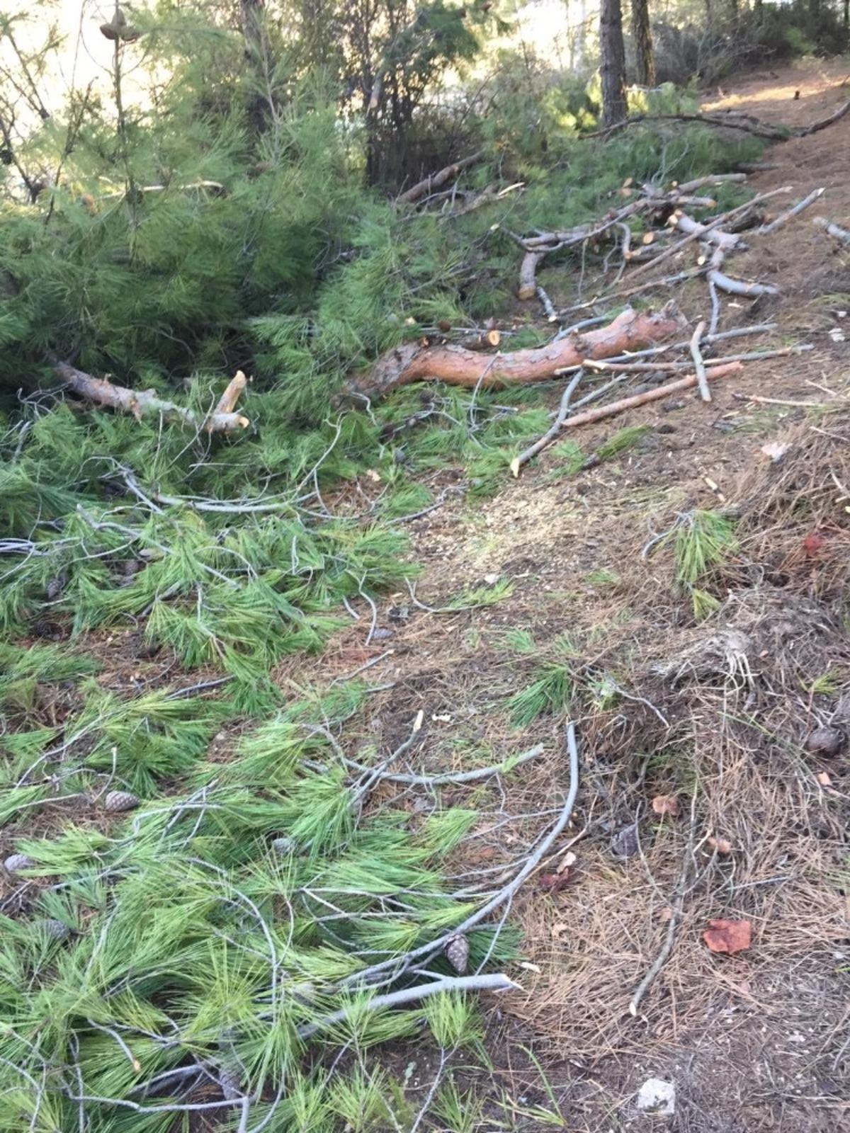 50 tane &ccedil;am ağacını tarlaya gittiğinde kesilmiş ve yakılmış halde buldu