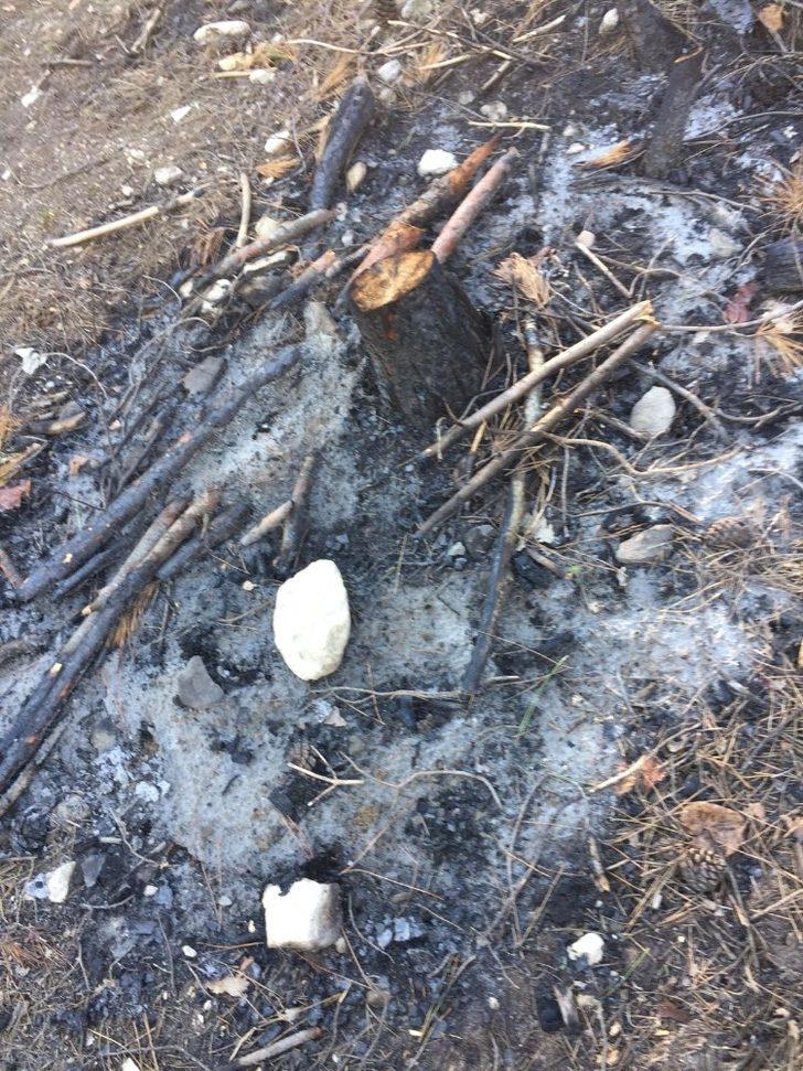 50 tane çam ağacını tarlaya gittiğinde kesilmiş ve yakılmış halde buldu G2