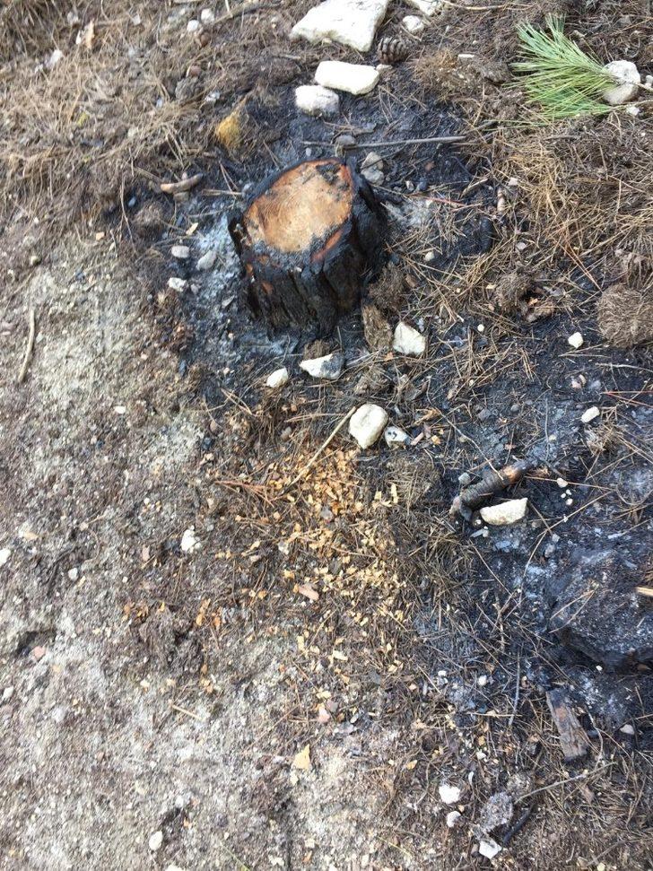 50 tane çam ağacını tarlaya gittiğinde kesilmiş ve yakılmış halde buldu G3