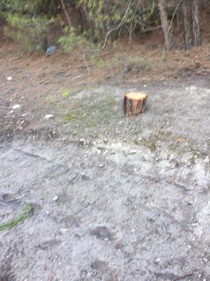 50 tane çam ağacını tarlaya gittiğinde kesilmiş ve yakılmış halde buldu G4