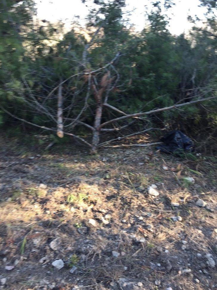 50 tane çam ağacını tarlaya gittiğinde kesilmiş ve yakılmış halde buldu G5