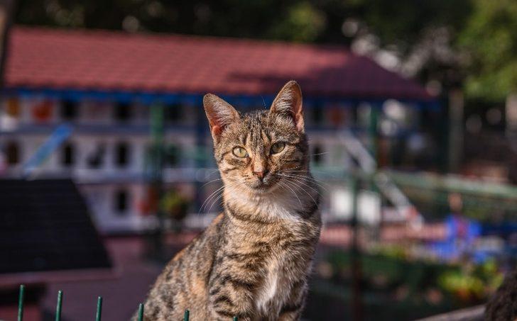 DokumaPark’a kedi apartmanı G3