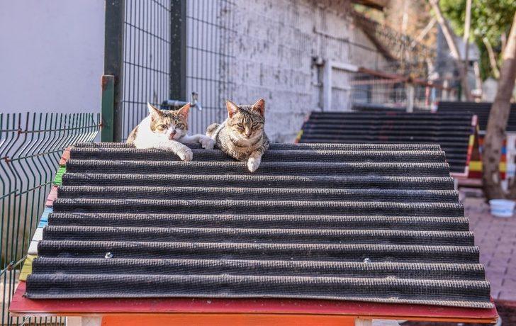 DokumaPark’a kedi apartmanı G4