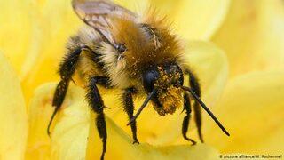 Almanya böcekleri koruma yasası çıkarıyor