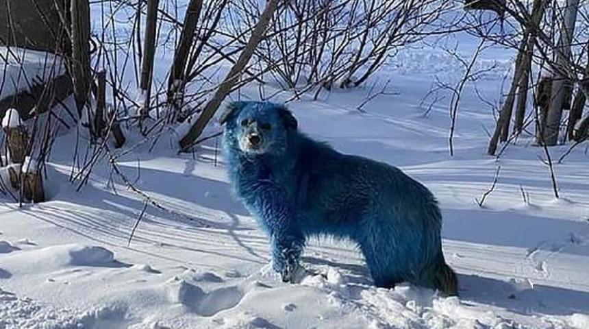 Rusya’da kimyasal atık nedeniyle köpeklerin renginin mavi olduğu iddiası