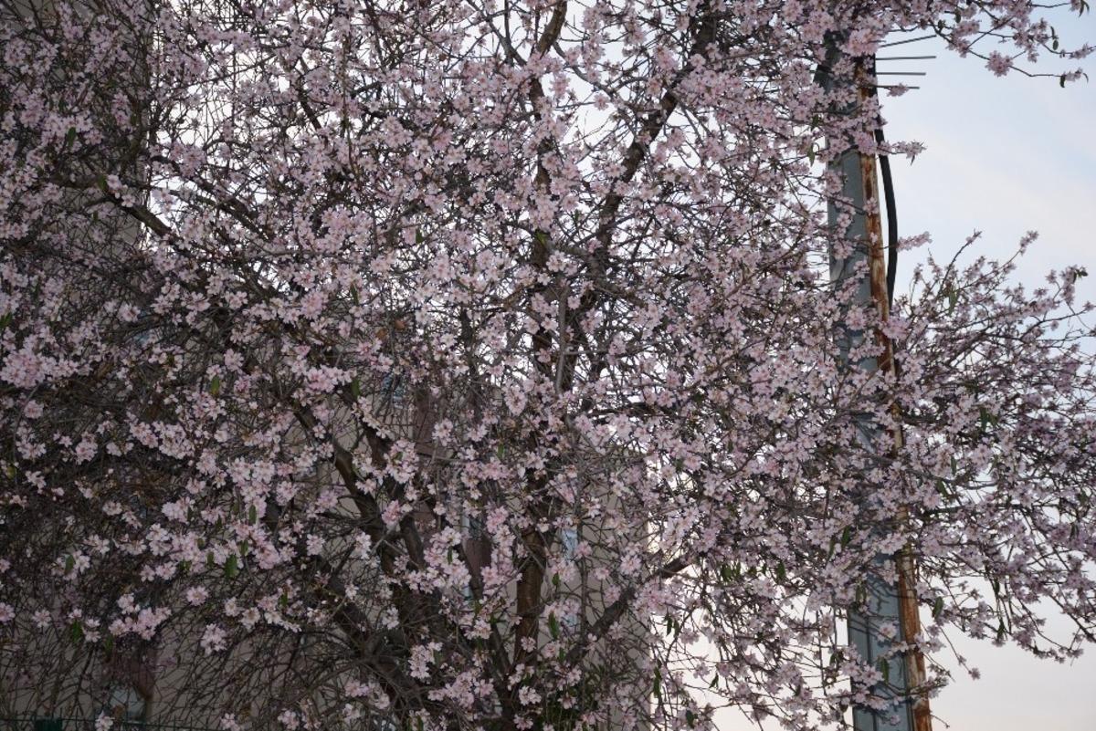 Sinop&rsquo;ta meyve ağa&ccedil;ları kış ortasında &ccedil;i&ccedil;ek a&ccedil;tı