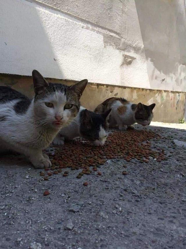 Devrek Belediyesi sokak hayvanlarını unutmadı