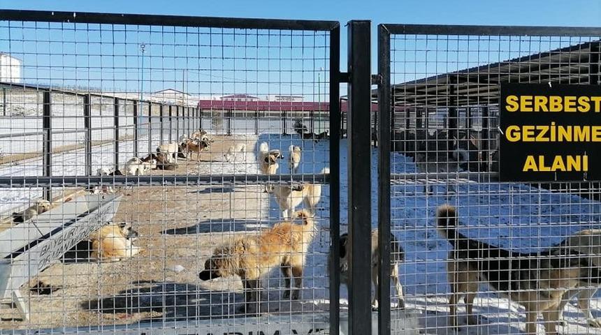 Bayburt Belediyesi’nden sokak hayvanlarıyla ilgili açıklama