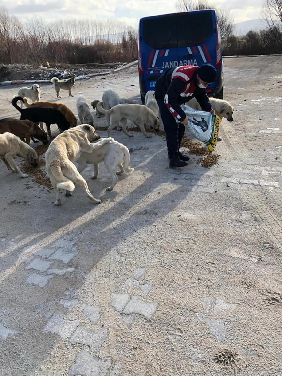 Sokak hayvanlarını beslediler