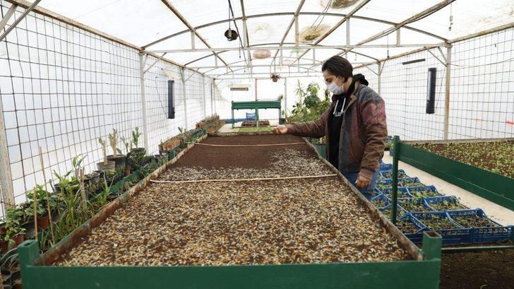 Sevgi çiçeklerini kendileri yetiştiriyor G2