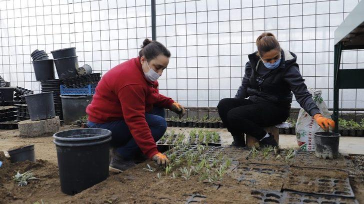 Sevgi çiçeklerini kendileri yetiştiriyor G3