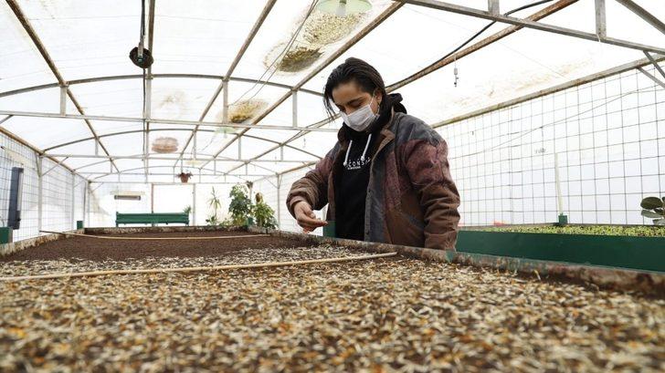 Sevgi çiçeklerini kendileri yetiştiriyor G4