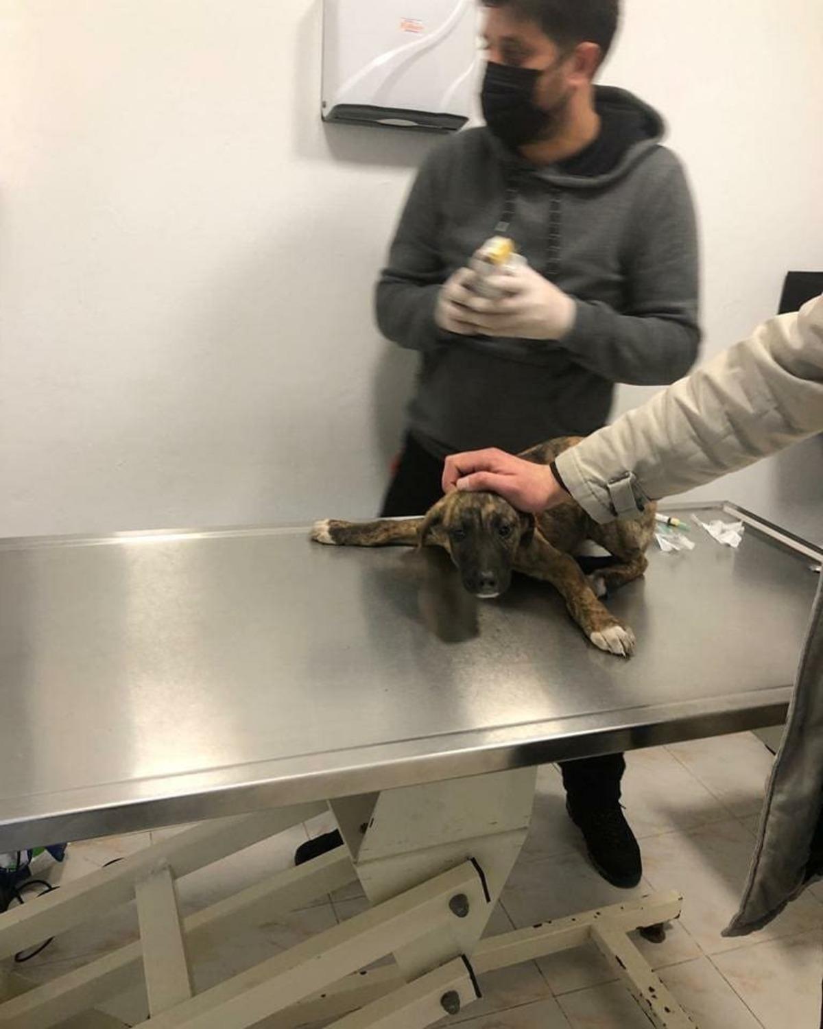 Aracın ezdiği k&ouml;peğe belediye sahip &ccedil;ıktı