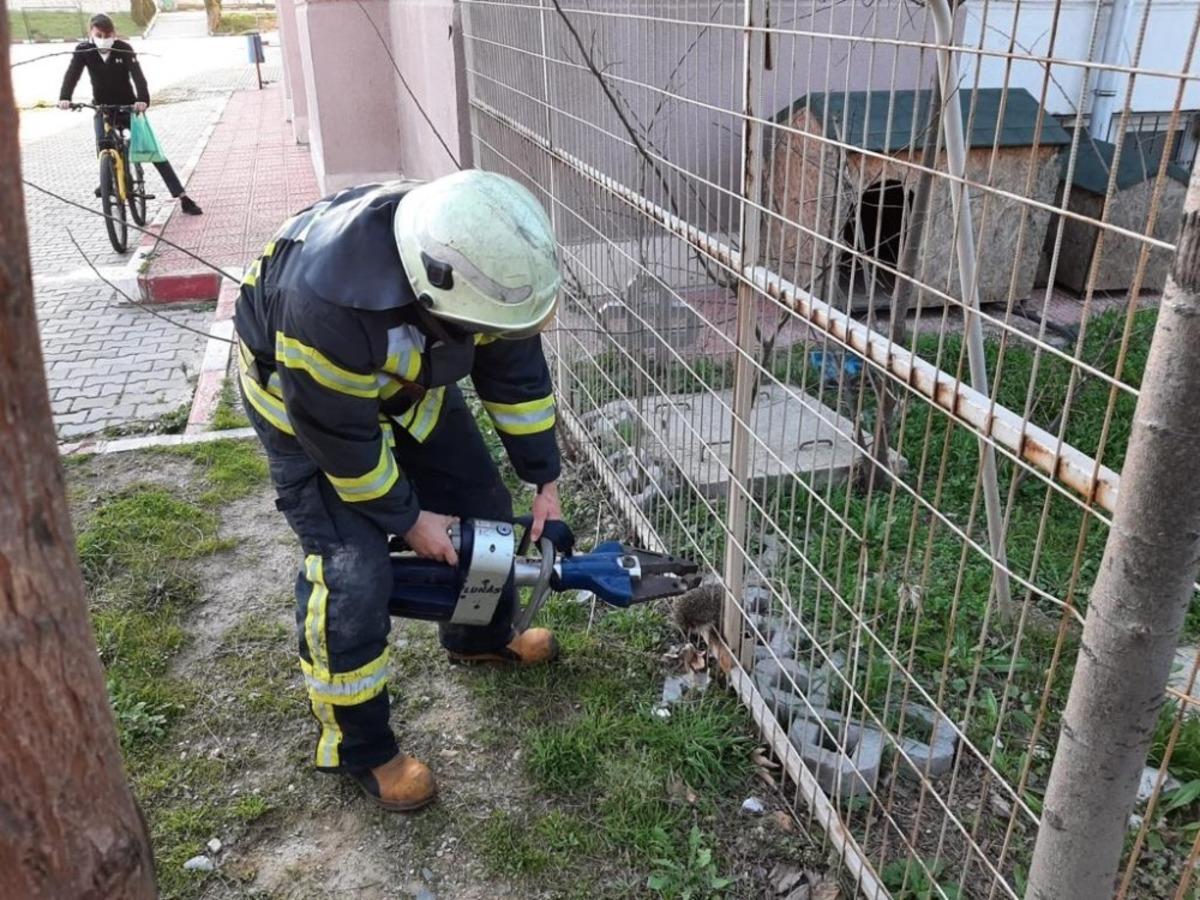 Tel &ouml;rg&uuml;ye sıkışan kirpi kurtarıldı