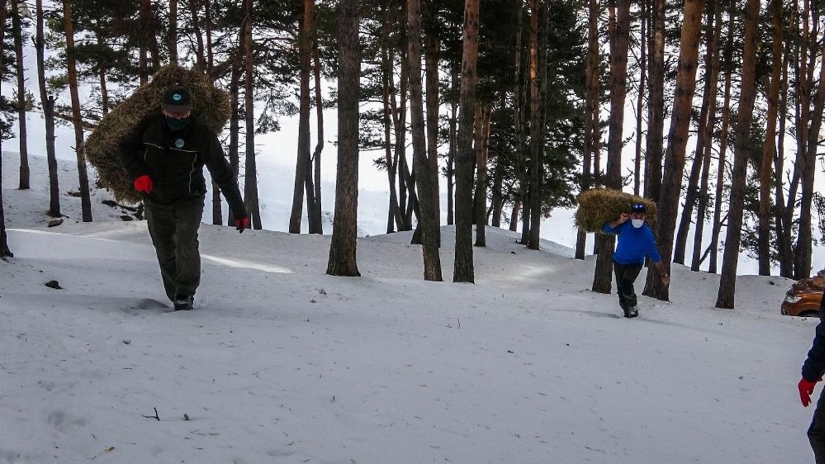 Yaban hayatına yem takviyesi