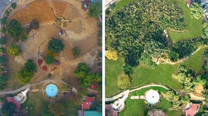 Pakistan, ‘Miyawaki Tekniği’ ile 10 kat hızlı ağaç yetiştirecek