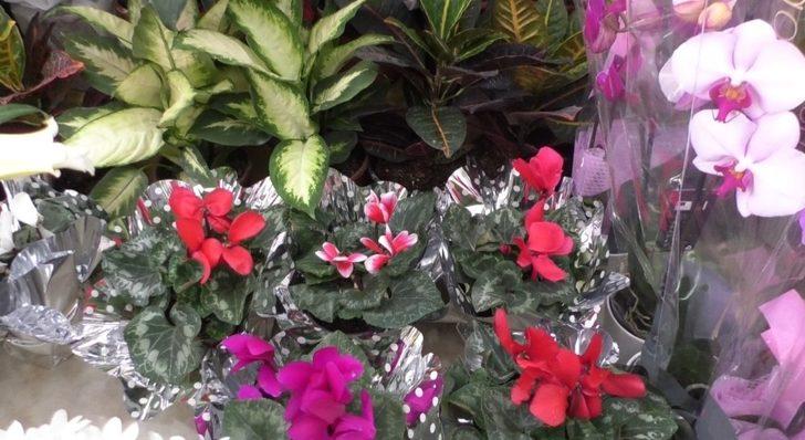 Karslı çiçekçilerde 14 Şubat hazırlığı G5