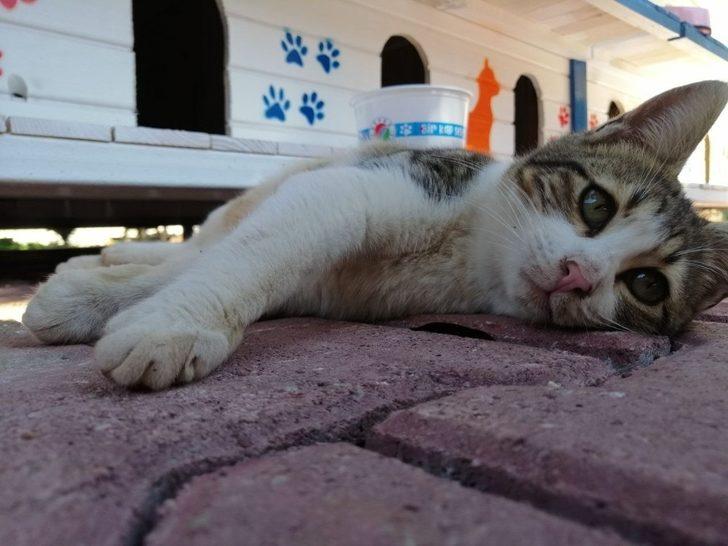 Patikent açılışa hazırlanıyor G2