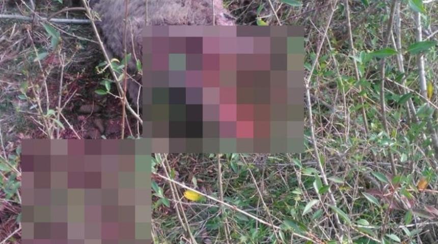 Aç kalan ayı, evin bahçesindeki eşeği telef etti