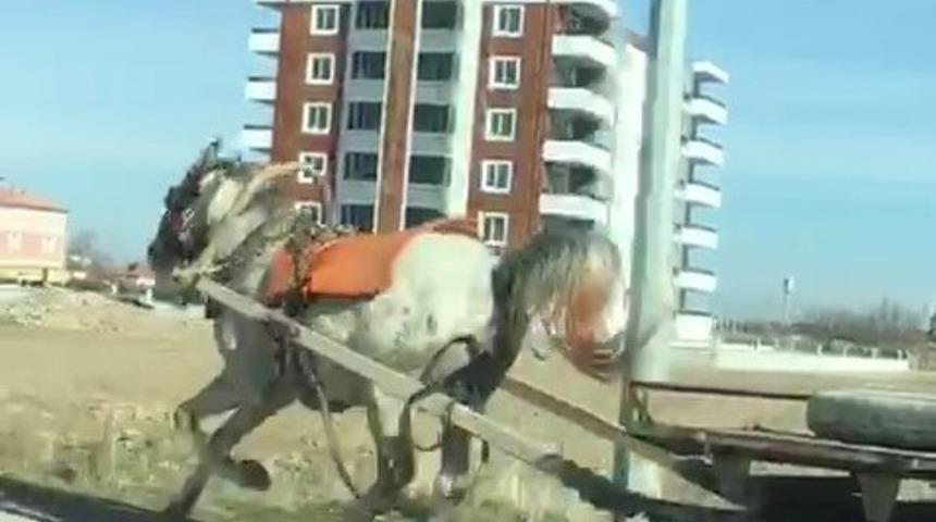 Konya’da başıboş at trafikte tehlike saçtı