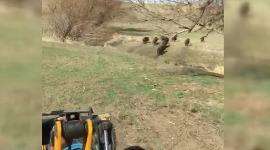 Domuz sürüsünü ’Aşk Kaman’da Yaşanıyor’ parçası ile kovaladı