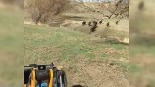 Domuz sürüsünü ’Aşk Kaman’da Yaşanıyor’ parçası ile kovaladı