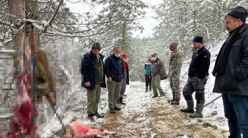 İkiz yavrulara gebeymiş! Hamile karacanın derisini yüzerken yakalandılar