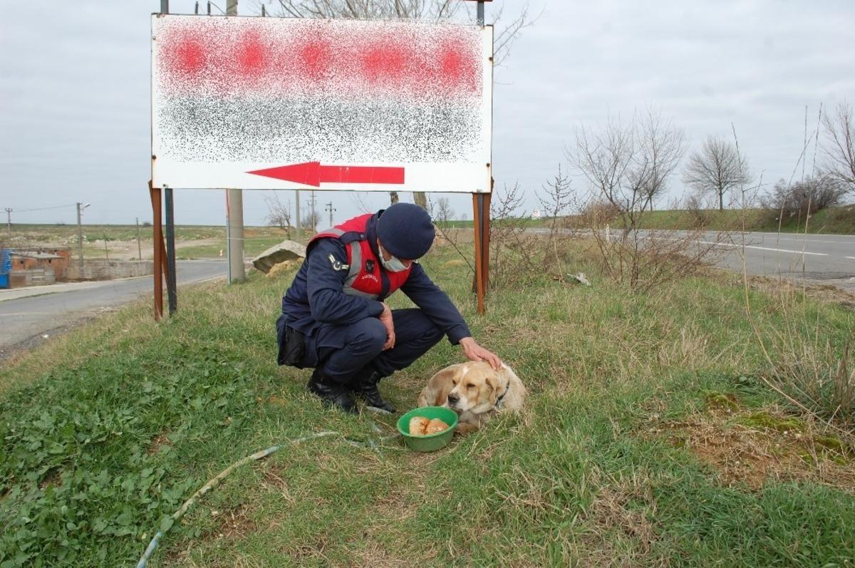 Jandarmadan uygulama sırasında yanına gelen k&ouml;peğe şefkat