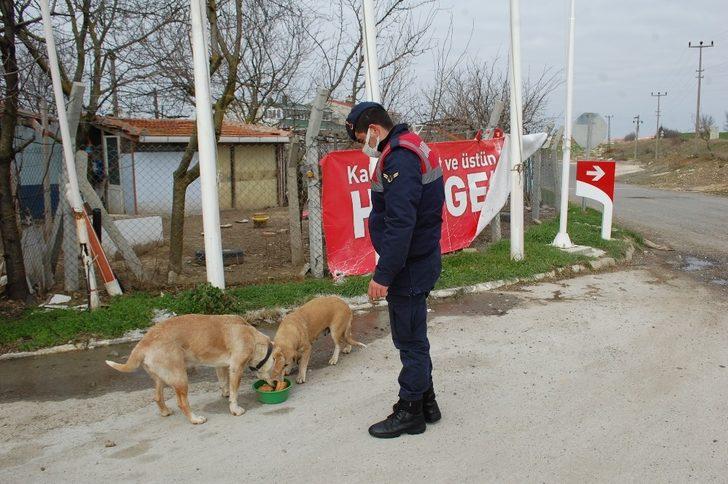 Jandarmadan uygulama sırasında yanına gelen köpeğe şefkat G2