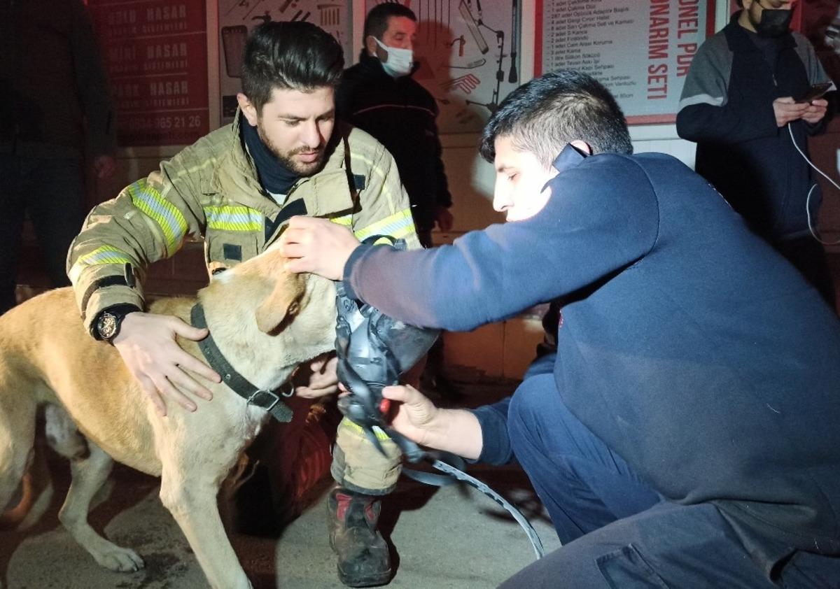 Dumandan zehirlenen k&ouml;pek, kalp masajıyla hayata d&ouml;nd&uuml;r&uuml;ld&uuml;
