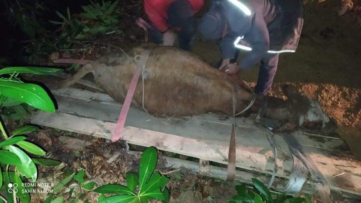 Türkeli’de uçurumda mahsur kalan büyükbaş hayvan kurtarıldı G1