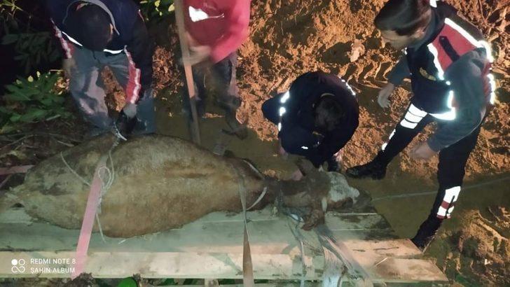 Türkeli’de uçurumda mahsur kalan büyükbaş hayvan kurtarıldı G2