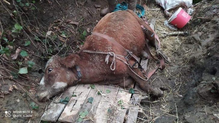 Türkeli’de uçurumda mahsur kalan büyükbaş hayvan kurtarıldı G4