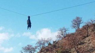 Sinop’tan ilginç görüntü: Boynuzu tellere takılan keçi gökyüzünde süzüldü